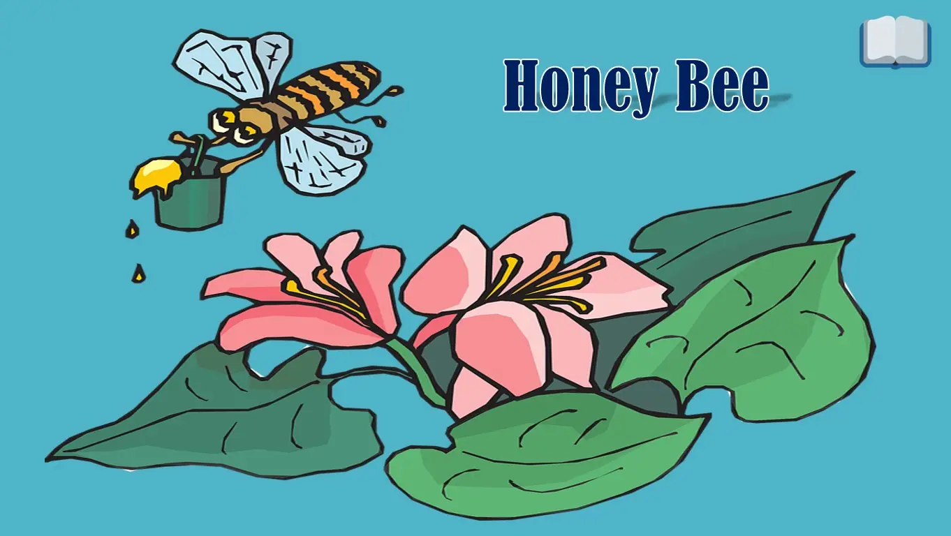 Honey के health benefits 